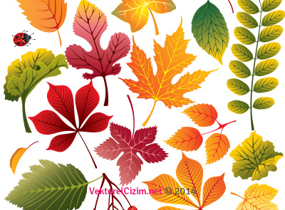 Renkli Yapraklar